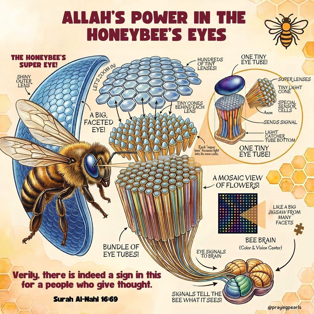 Detailed illustrated diagram of the honeybee compound eye, zooming into hundreds of tiny lenses, cones, one eye tube and the bee brain, with the verse from Surah An-Nahl 16:69