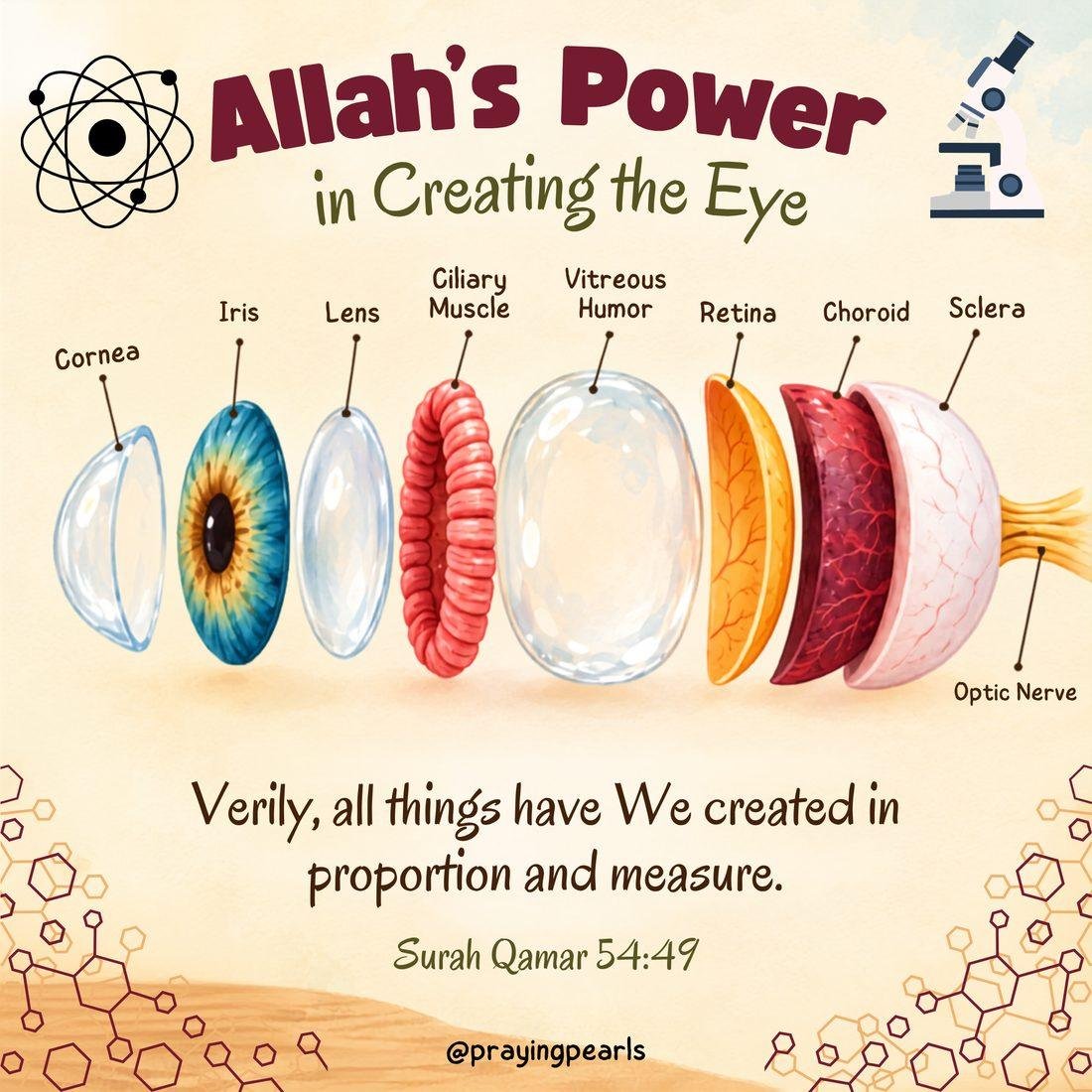 Exploded diagram of the human eye showing cornea, iris, lens, ciliary muscle, vitreous humor, retina, choroid, sclera and optic nerve, with the verse from Surah Al-Qamar 54:49