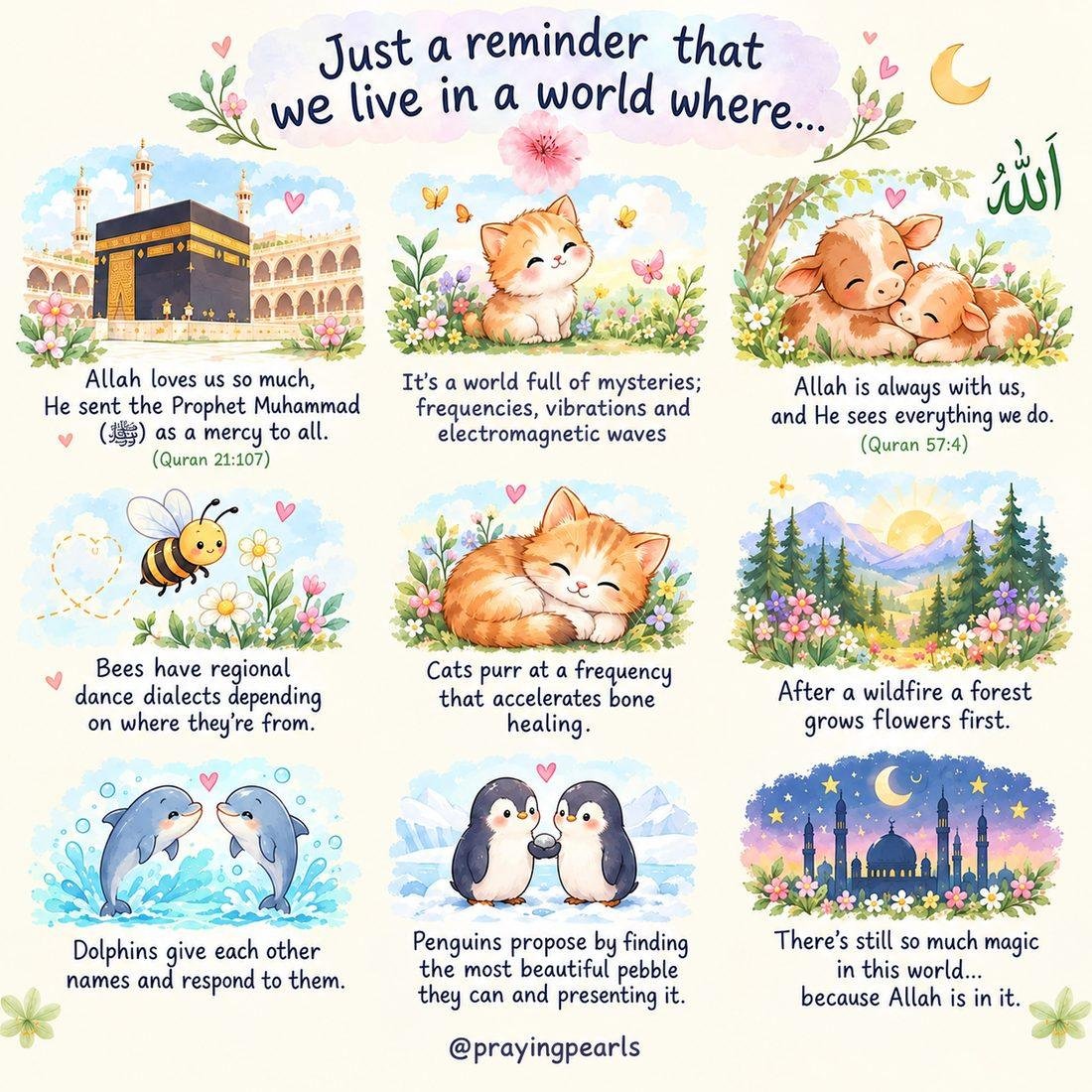 Illustrated reminder: a world where Allah sent the Prophet as a mercy, bees dance, cats purr, dolphins call each other by name and penguins give pebbles