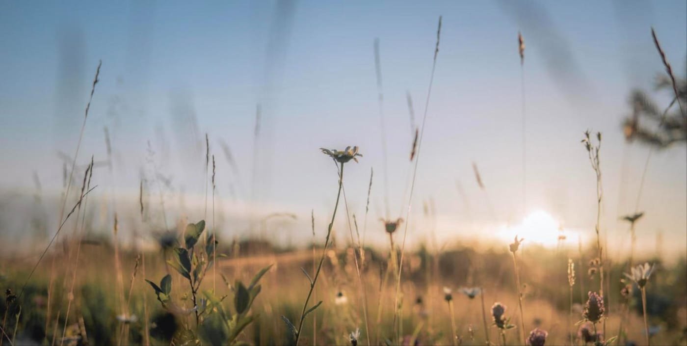 Wildflowers in a meadow at sunrise